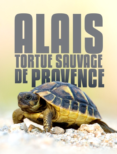 Alais, tortue sauvage de Provence