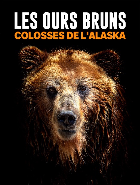 Les ours bruns, colosses de l'Alaska