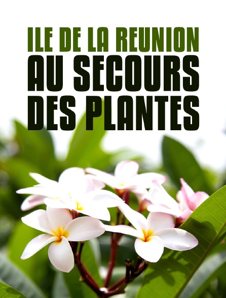 Ile de La Réunion : au secours des plantes