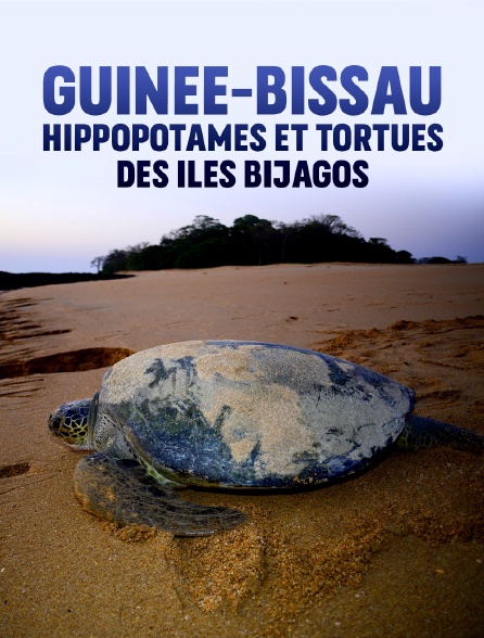 Guinée-Bissau : hippopotames et tortues des îles Bijagos