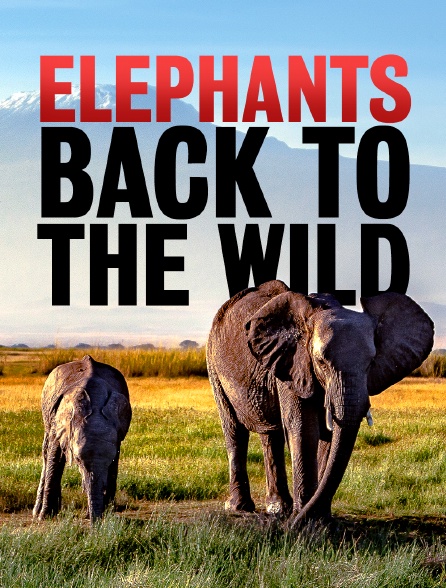 Elephants : Back to the wild