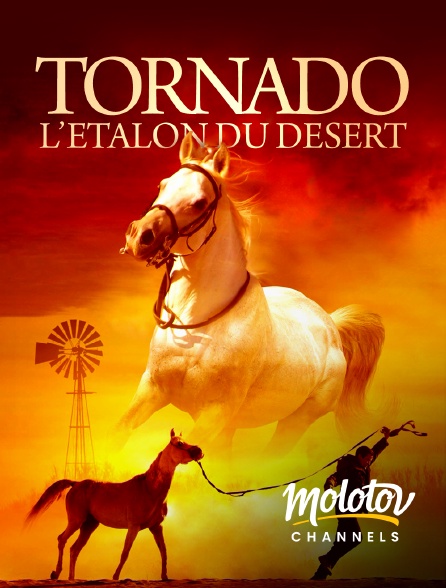 Mango - Tornado, l'étalon du désert