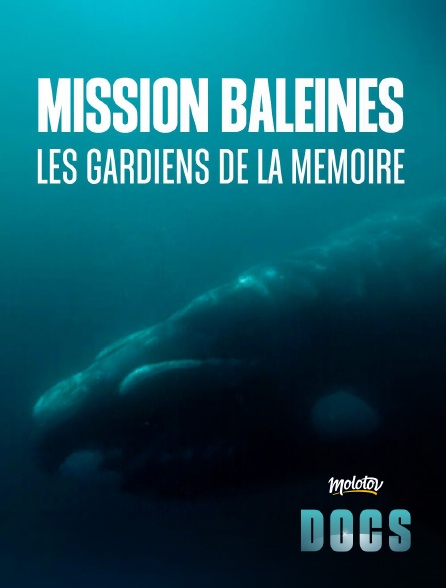 Molotov Channels Docs - Mission Baleines : Les gardiens de la mémoire