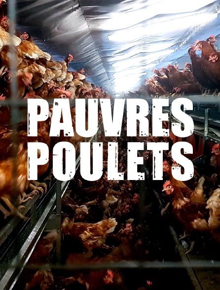 Pauvres Poulets En Streaming Molotov Tv