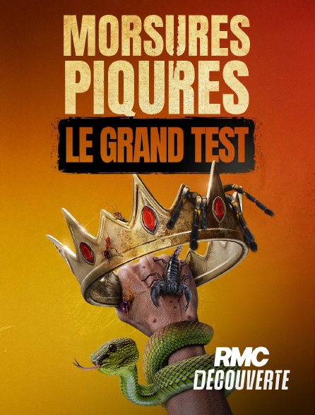 RMC Découverte - Morsures et piqûres : le grand test