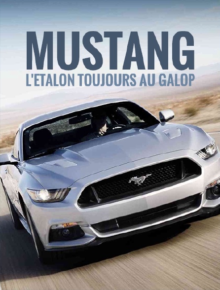 Mustang, l'étalon toujours au galop