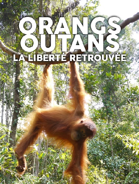 Orangs-outans, la liberté retrouvée