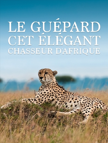 Le guépard, cet élégant chasseur d'Afrique