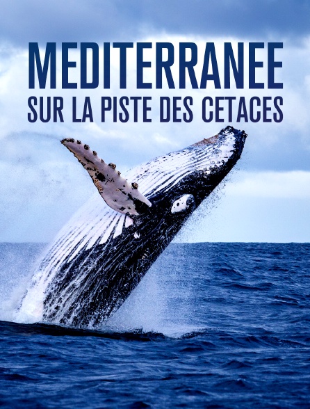 Méditerranée, sur la piste des cétacés