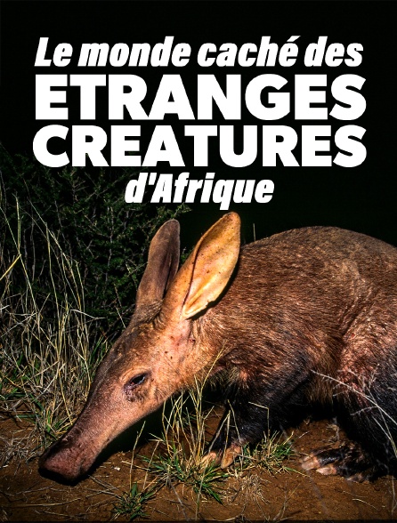 Le monde caché des étranges créatures d'Afrique