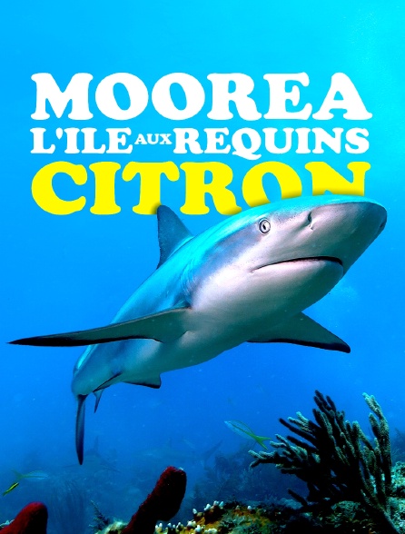 Moorea : l'île aux requins citron