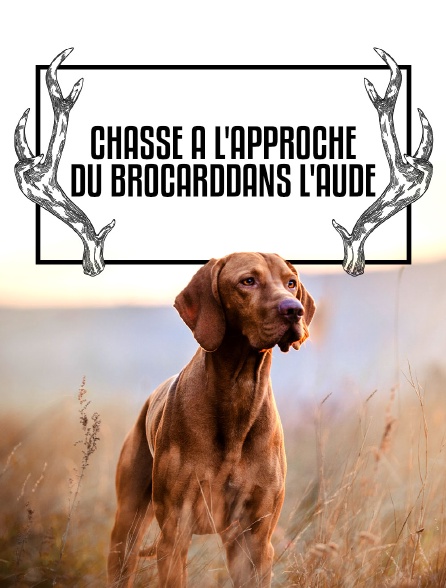 Chasse à l'approche du brocard dans l'Aude