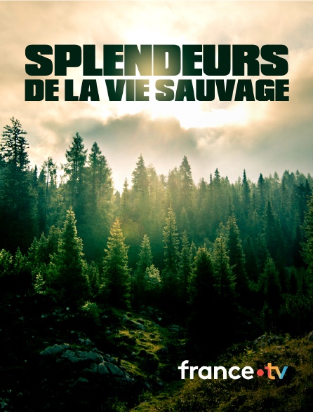 france.tv - Splendeurs de la vie sauvage