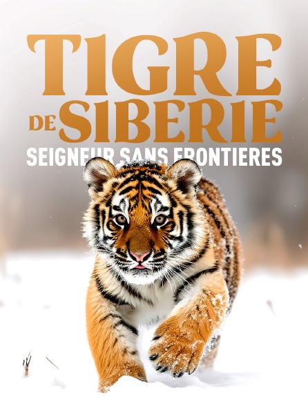 Tigre de Sibérie, seigneur sans frontières