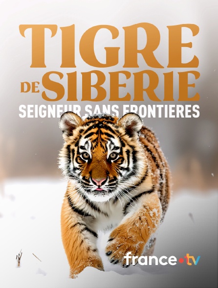 france.tv - Tigre de Sibérie, seigneur sans frontières en replay