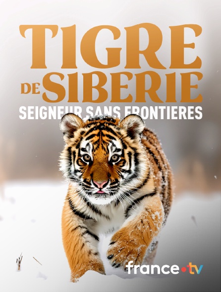France.tv - Tigre de Sibérie, seigneur sans frontières