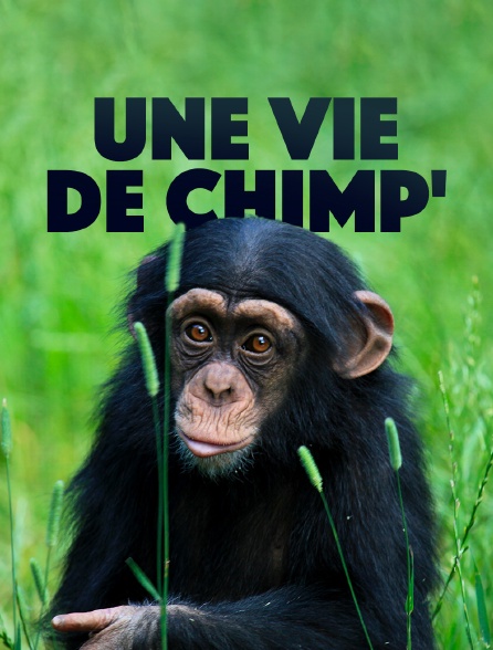 Une vie de chimp'