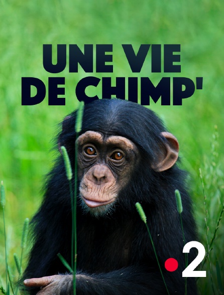 France 2 - Une vie de chimp' - 08/10/2024 à 04h10