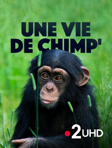 France 2 UHD - Une vie de chimp' - 08/10/2024 à 04h10