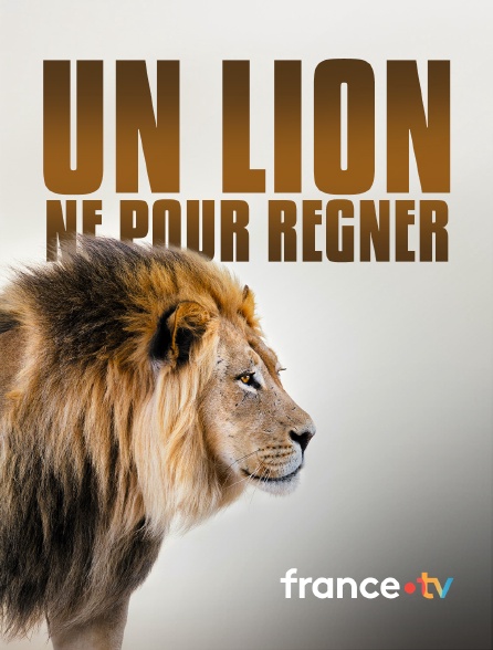 france.tv - Un lion né pour régner