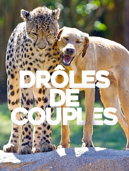 Complicité animale