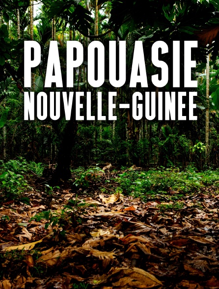 Papouasie-Nouvelle-Guinée : Jim & Jean au secours du kangourou arboricole