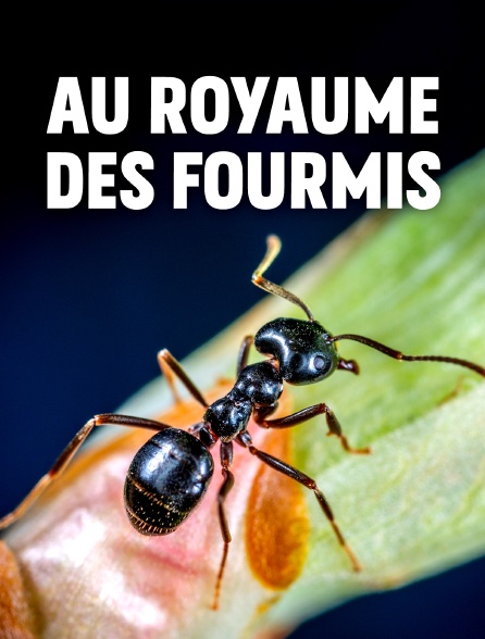 Au royaume des fourmis