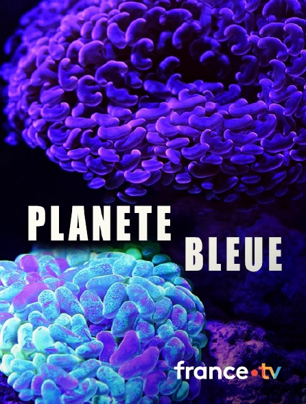 France.tv - Planète bleue