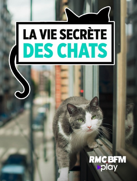 RMC BFM Play - La vie secrète des chats