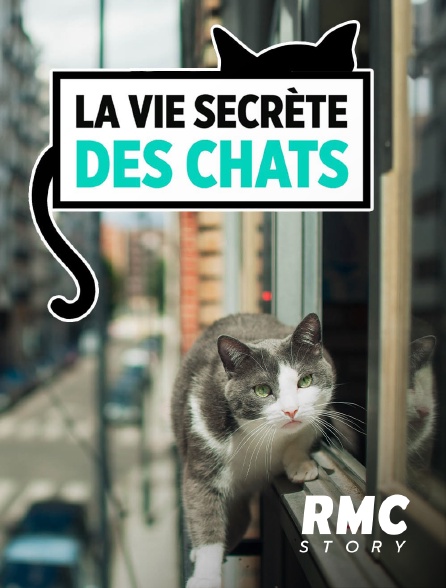 RMC Story - La vie secrète des chats