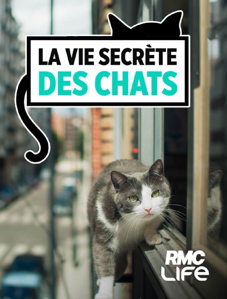 RMC Life - La vie secrète des chats