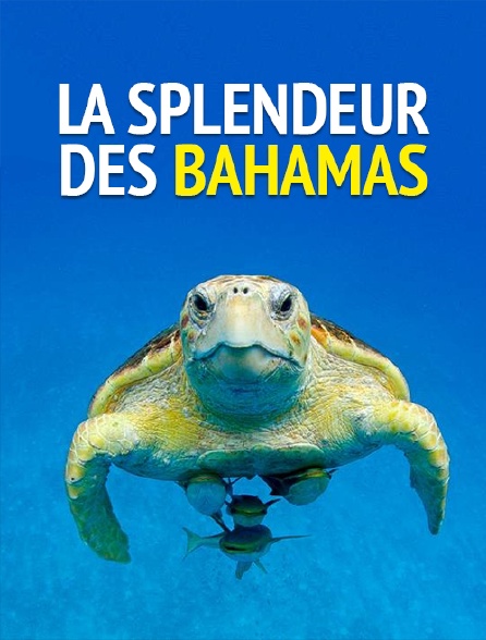 La splendeur des Bahamas