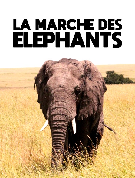 La marche des éléphants