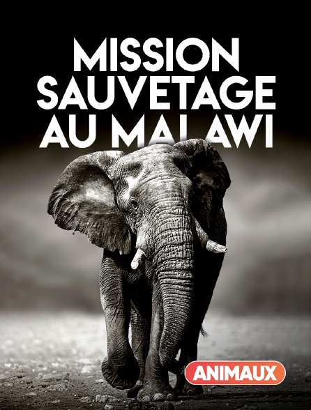 Animaux - Mission sauvetage au Malawi