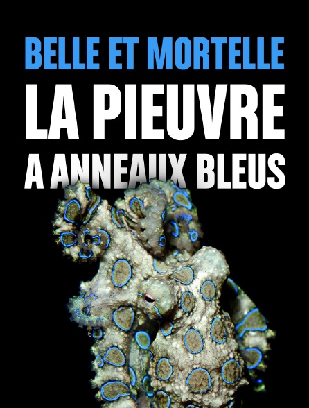 Belle et mortelle, la pieuvre à anneaux bleus