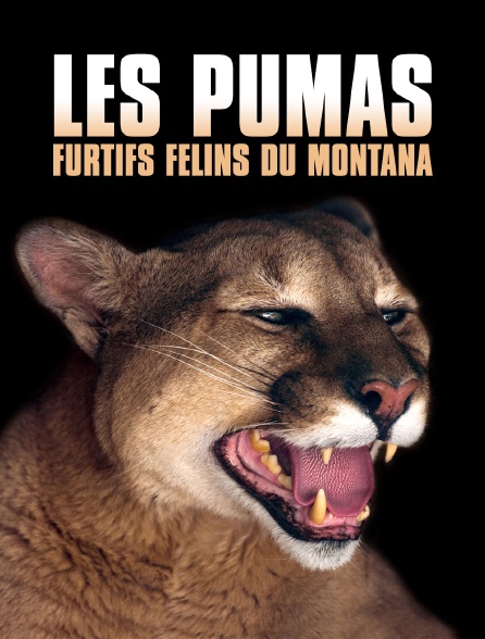 Les pumas, furtifs félins du Montana