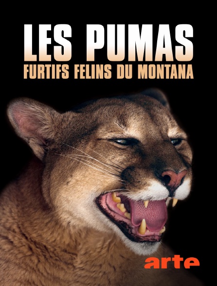 Arte - Les pumas, furtifs félins du Montana