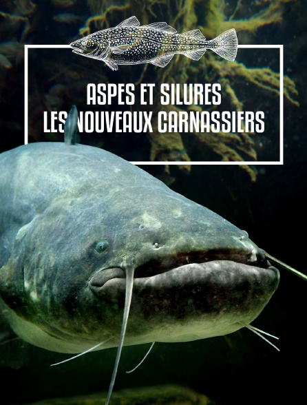 Aspes et silures : les nouveaux carnassiers