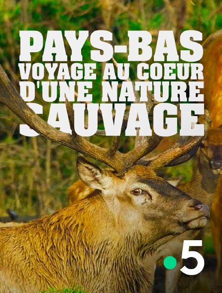 France 5 - Pays-Bas, voyage au coeur d'une nature sauvage