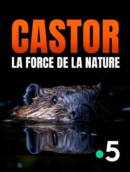 France 5 - Castor, la force de la nature