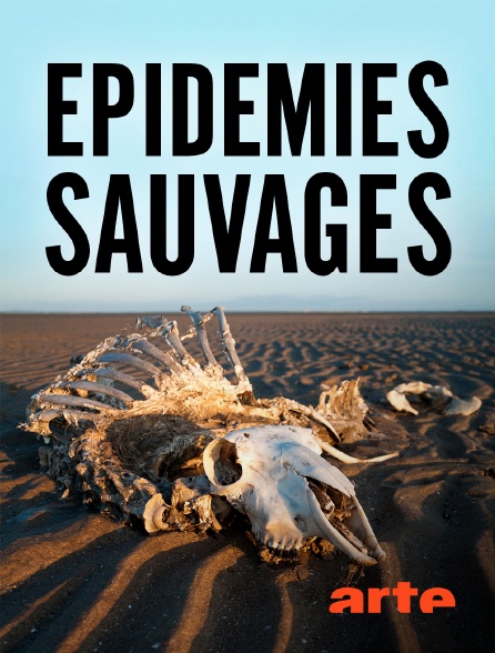 Arte - Epidémies sauvages : Les animaux face à la contamination