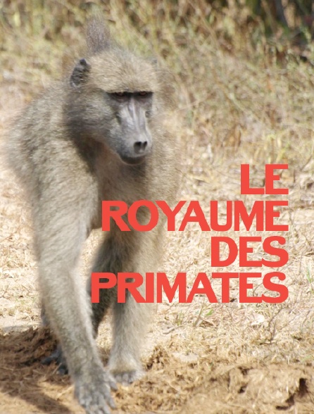 Le royaume des primates