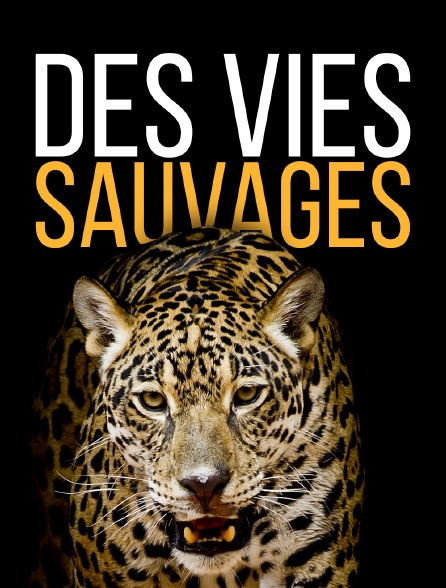 Des vies sauvages