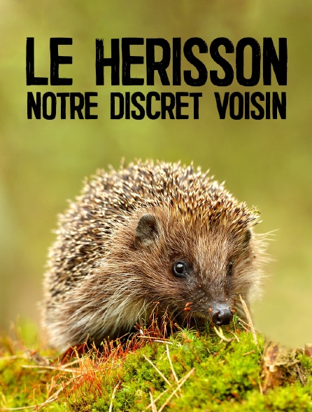 Le hérisson, notre discret voisin