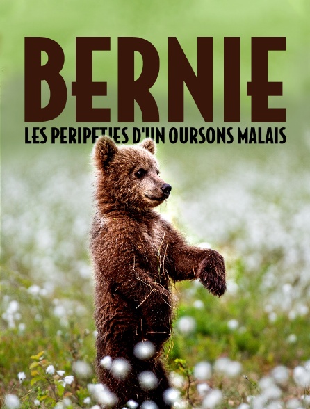 Bernie, les péripéties d'un ourson malais