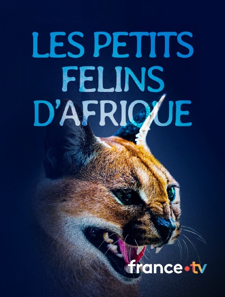 france.tv - Les petits félins d'Afrique en replay