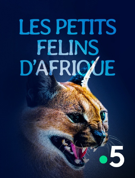 France 5 - Les petits félins d'Afrique