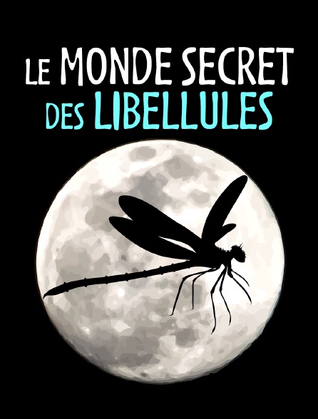 Le monde secret des libellules