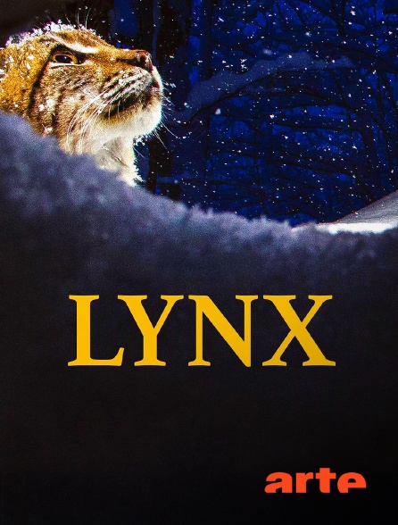 Arte - Lynx