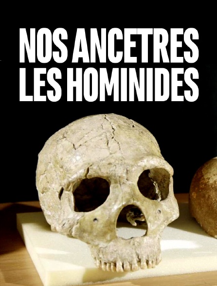 Nos ancêtres les hominidés